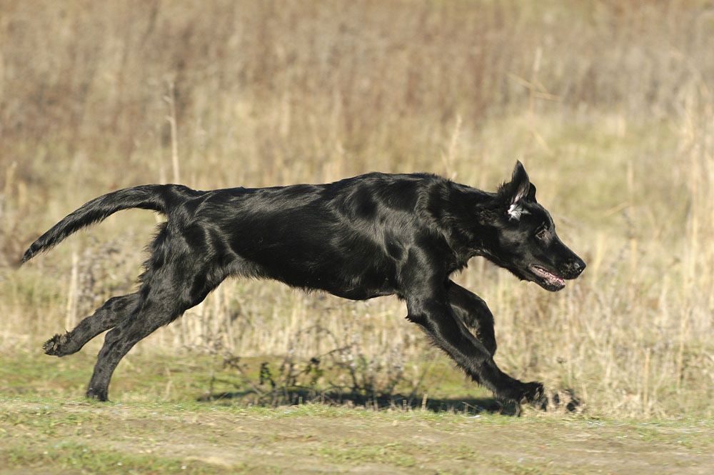 被黄大仙附身怎么办,黄大仙把人咬了