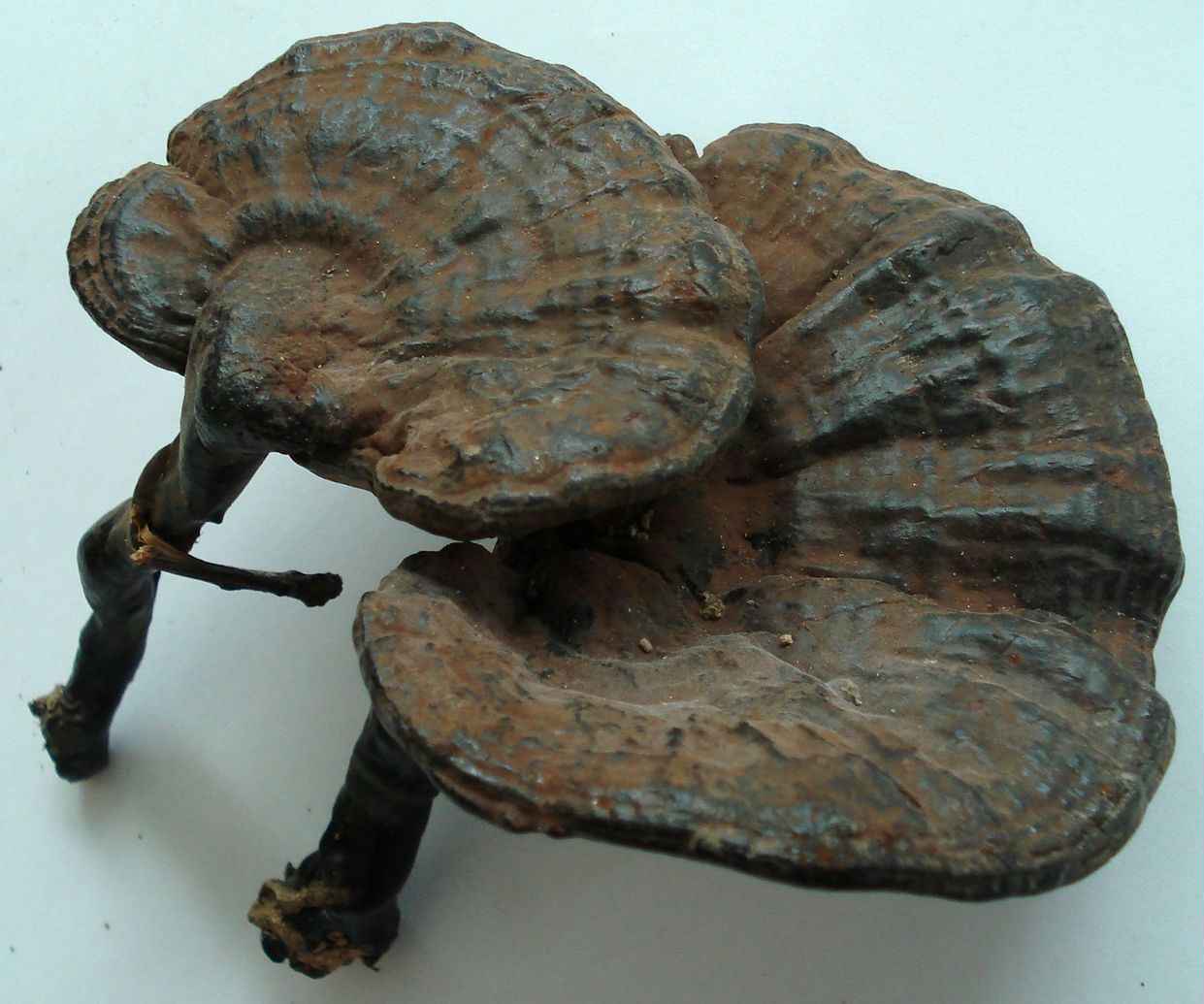 灵芝是抗癌之王,世上没有治百病的药