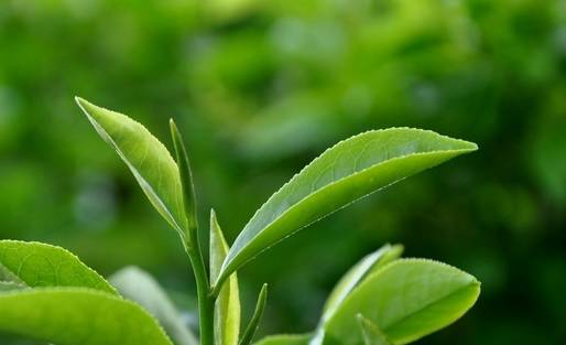 铁观音茶趣故事,茶趣故事