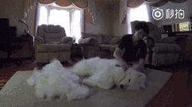 萨摩耶跟二哈哪个好养,二哈和萨摩耶哪个好养