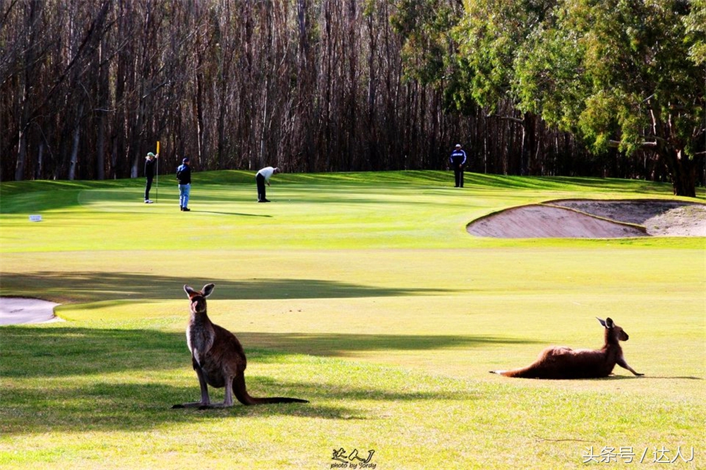 澳洲阿德莱德vs悉尼fc,阿德莱德对澳洲悉尼