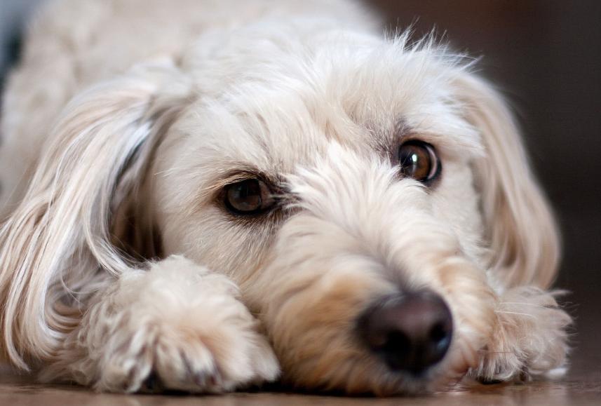 《狗狗的养护与训练秘籍》,狗狗日常护理注意事项