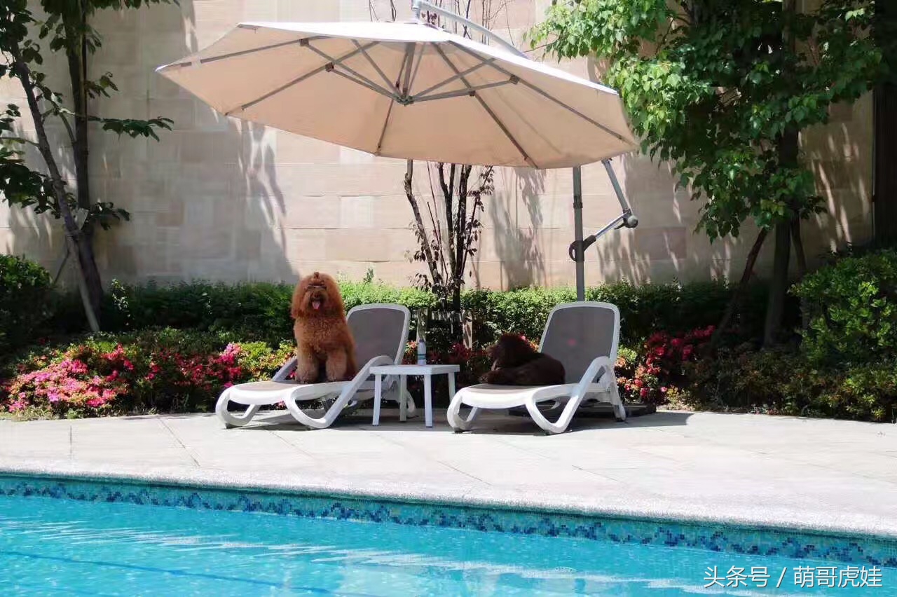 巨型泰迪不仅很拉风还是个小土豪，网友表示：投胎真是个技术活，突然觉得人不如汪