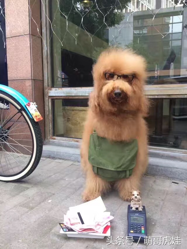 巨型贵宾站起来走路像个小公主,巨型贵宾走路视频