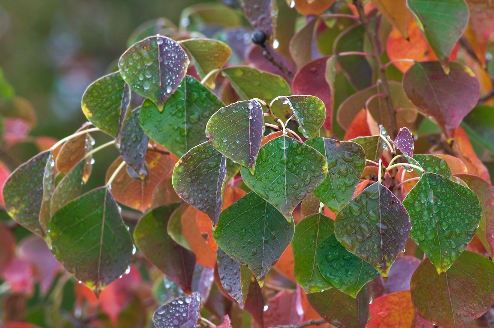乌桕咋染色,植物染diy