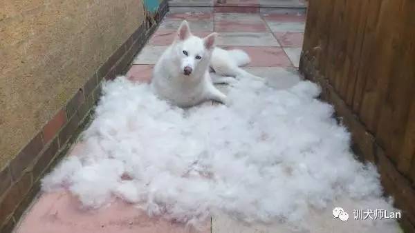 最漂亮萨摩耶犬,最美萨摩耶犬