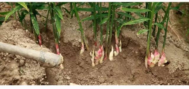 重庆小面的做法教程新手零基础学,你知道重庆小面有多少种调料