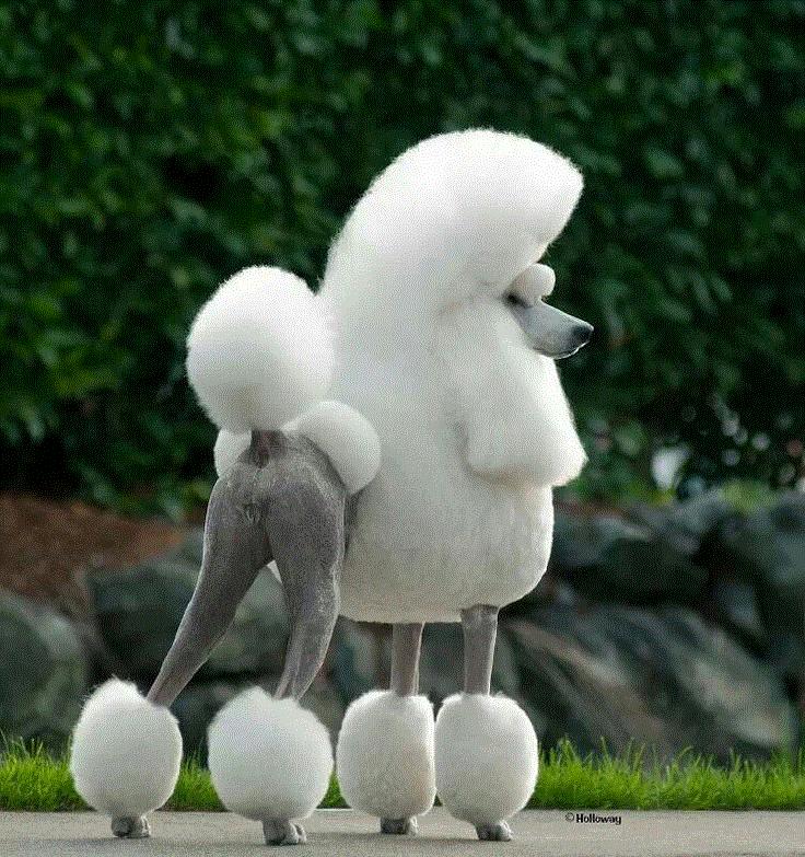 知宠是什么,知宠