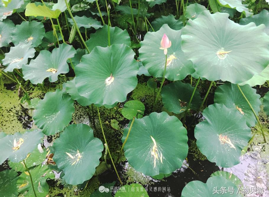 清水凌霄映芙蓉北京日坛公园雨中景｜一绮花见游（原创城市微旅行文章）
