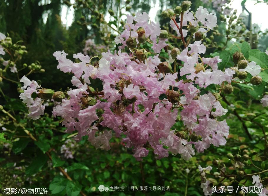 清水凌霄映芙蓉北京日坛公园雨中景｜一绮花见游（原创城市微旅行文章）