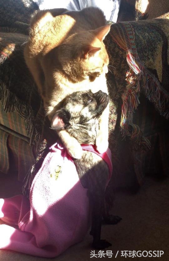 橘猫和吉娃娃谁厉害,橘猫和吉娃娃打架