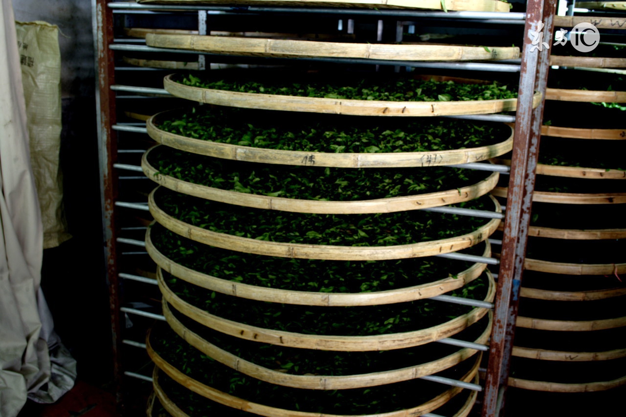 铁观音是不是福建的茶,产地是安溪的铁观音就是正宗的吗