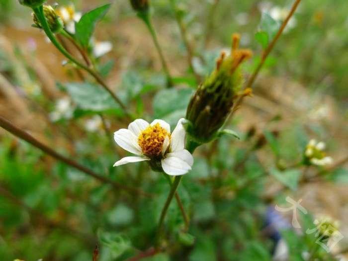 鬼针是双向调节血压吗 (鬼针草降血压怎么样)