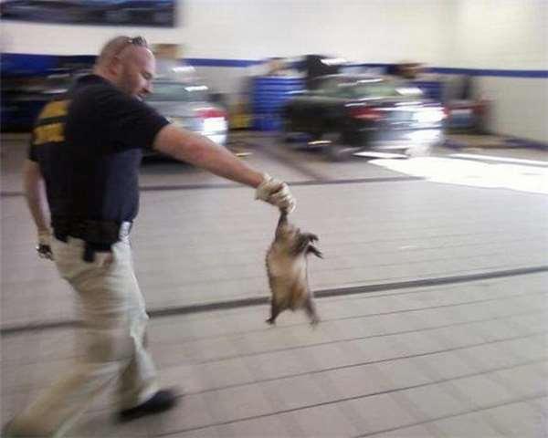 开不到5千公里的奥迪车出现异音,开回原厂维修时令人哭笑不得