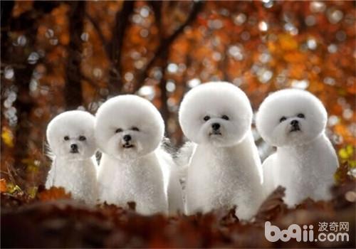 盘点10种最不会脱毛的狗狗，排在第1的墨西哥无毛犬实在太骚啦