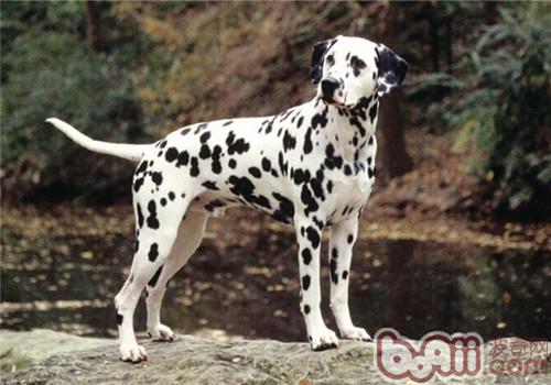 盘点10种最不会脱毛的狗狗,排在第1的墨西哥无毛犬实在太骚啦