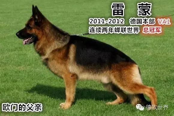 原创|德牧名犬：超越一切，无需说明欧门