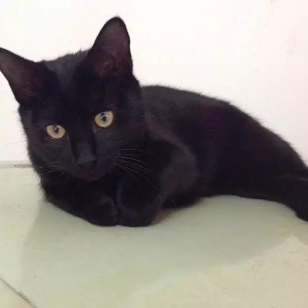 2022上海宠物领养中心官网,上海宠物领养日申请领养概率