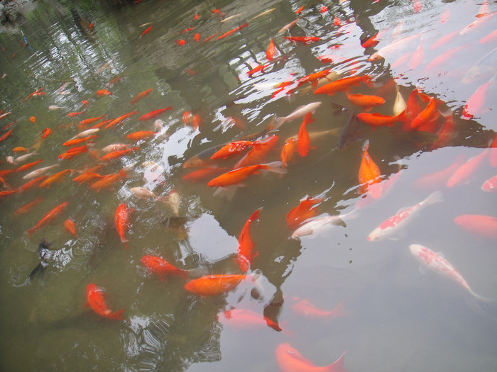 我们的故事缘定这里-四川