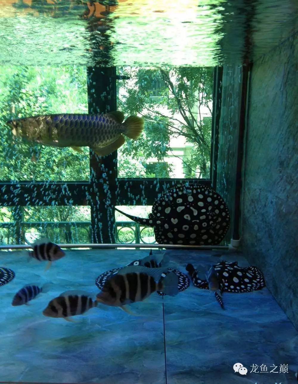 魟鱼养殖技术检疫,魟鱼入缸多久加硝化细菌