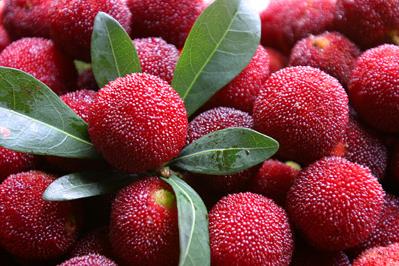 杨梅酒的泡法和制作方法多久能喝,泡的杨梅酒有什么功效与作用