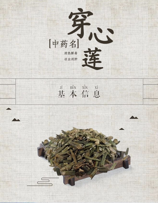 「百草园」那些“悬壶济世”的植物(十六)穿心莲