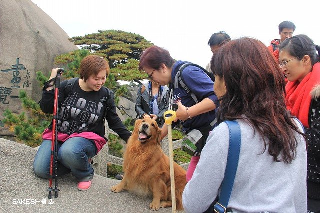 金毛萨克斯,金毛挑战全部视频