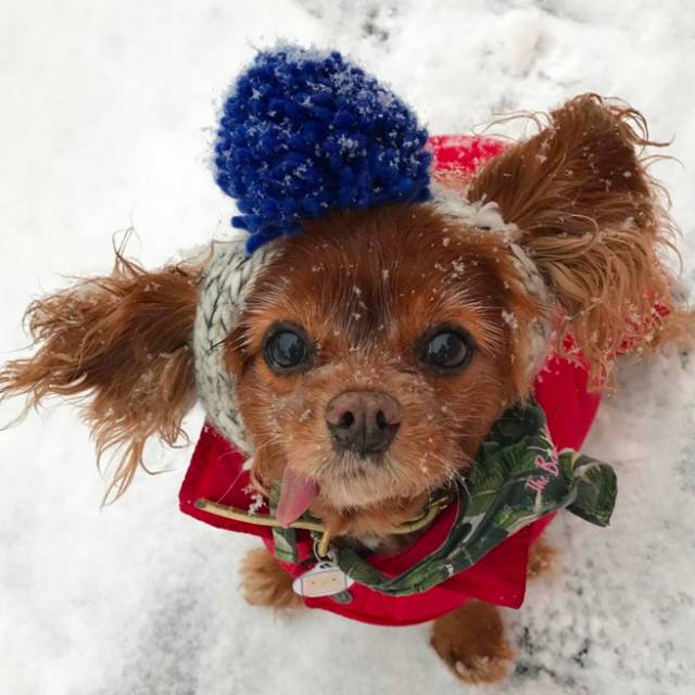 我没牙，我腿短，但我很红！