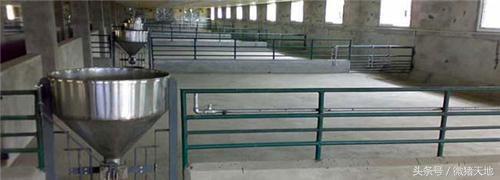 母猪栏和肥猪栏要怎么设计,农村养猪业教学