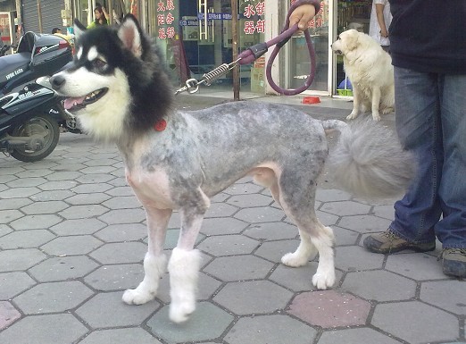 十大最像狼的狗,盘点那些长得很像狼的狗