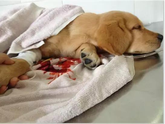 狗狗便血拉稀有几种原因,狗狗又吐又拉稀是什么原因