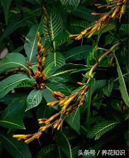 水养一年四季不黄叶的植物,水里加点什么花养得好