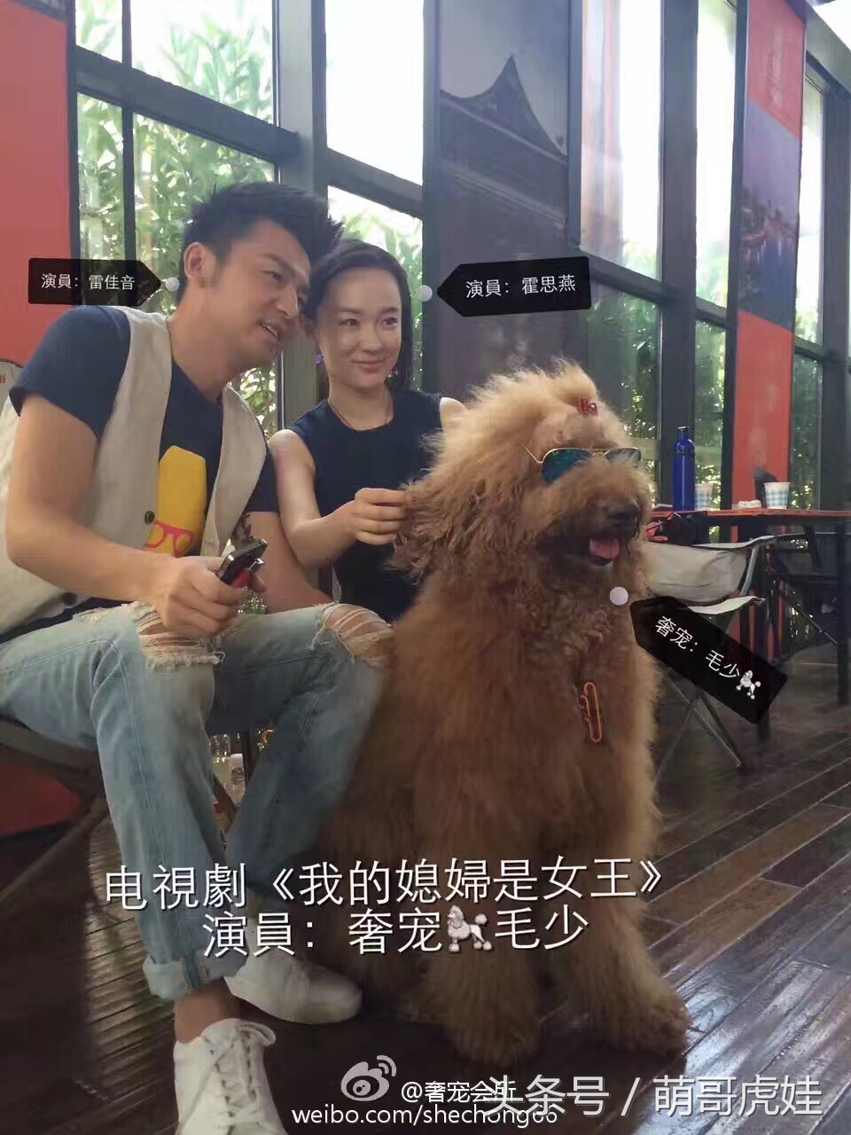 巨型泰迪不仅很拉风还是个小土豪，网友表示：投胎真是个技术活，突然觉得人不如汪