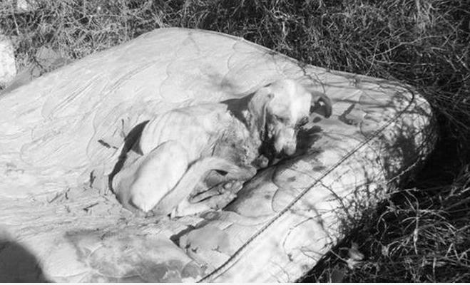 流浪母狗刚生下来小狗被抱走,流浪母狗与刚出生的小狗