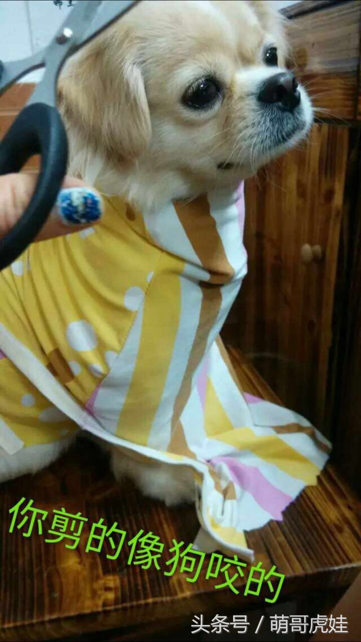 澶忓ぉ鏉ヤ簡鐚ゴ,澶忓ぉ鏉ヤ簡瑕佺粰鐚壀姣涘悧