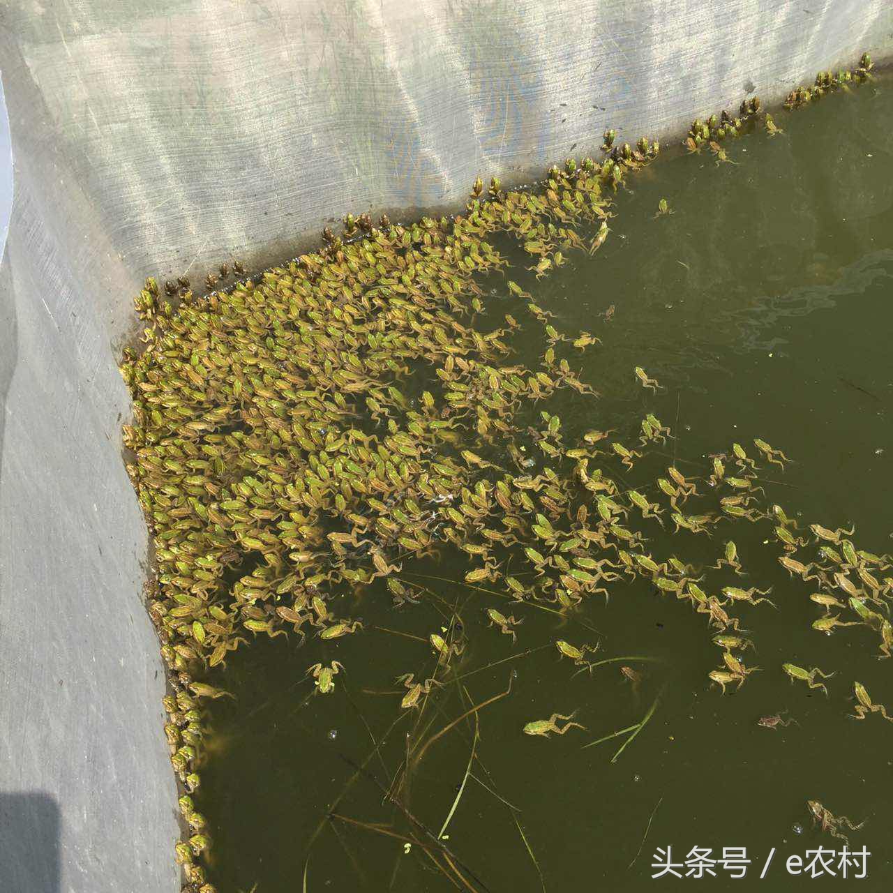 致富经养石蛙近期视频,cctv7致富经2016