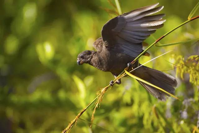 去塞舌尔用不用护照,塞舌尔护照免签国2024