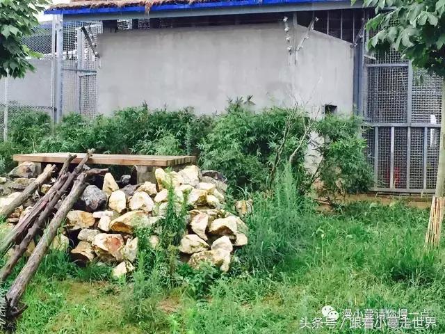 高淳去南京玩,高淳看荷花