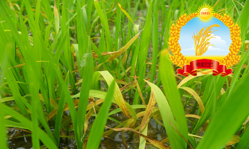 水稻叶片发黄干枯怎么回事,水稻苗床上秧苗发黄是什么原因