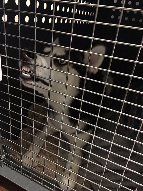 家里狗见着狗就叫怎么办,自己家养的狗凶怎么办