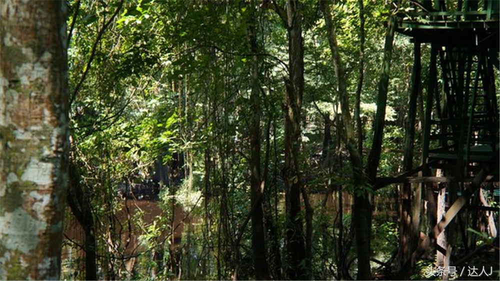 达人J：巴西的盛宴