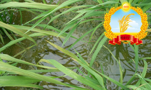 水稻叶片发黄干枯怎么回事,水稻苗床上秧苗发黄是什么原因