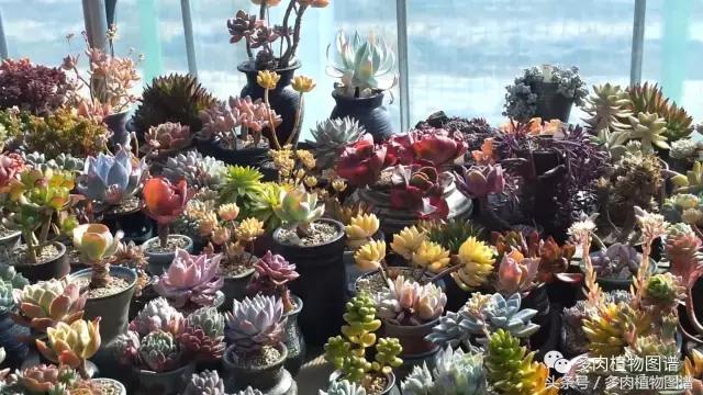 满阳台的多肉,满阳台多肉