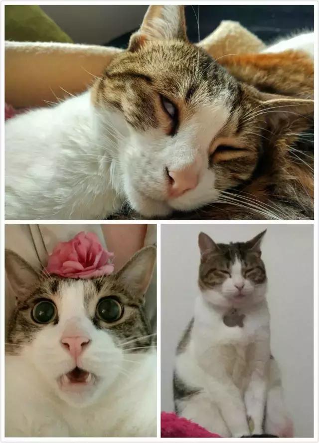 猫咪睡姿大作战,猫咪大字型睡姿图片