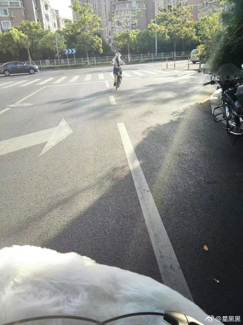 让二哈听话,让二哈自己在家待一天