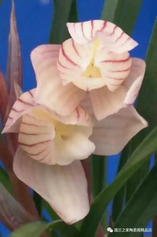 春兰和蕙兰莲瓣,蕙兰带花苞的兰花怎样上盆