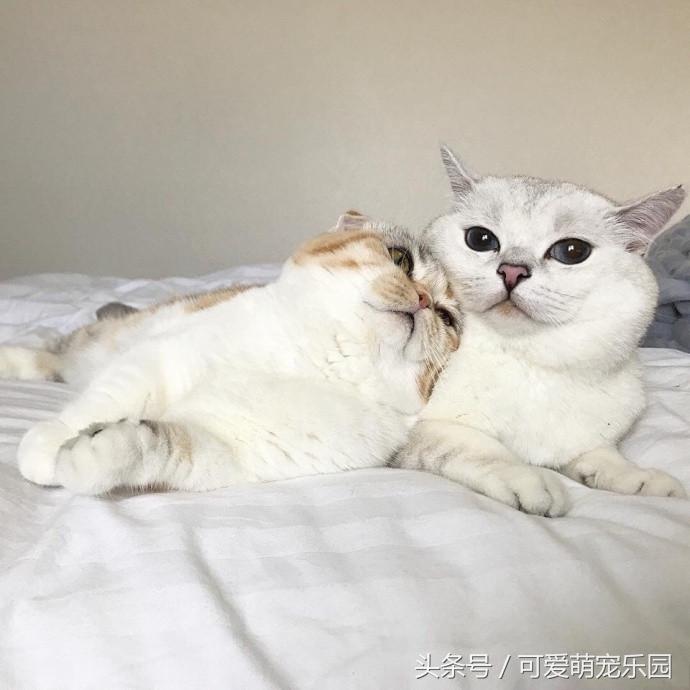 铲屎官你告诉我，女朋友很粘人该怎么办啊？