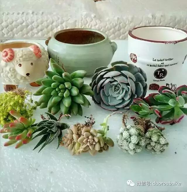 遇见多肉作品,和多肉邂逅的时光