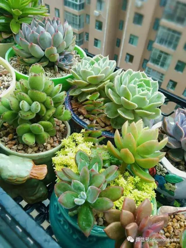 遇见多肉作品,和多肉邂逅的时光