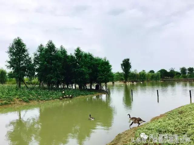 高淳去南京玩,高淳看荷花